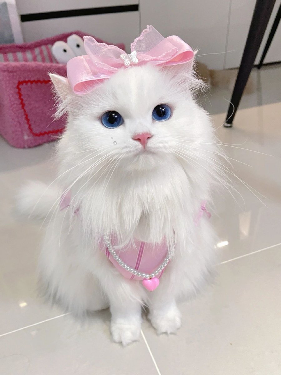 ジャスミン、お姫様のような格好をしている