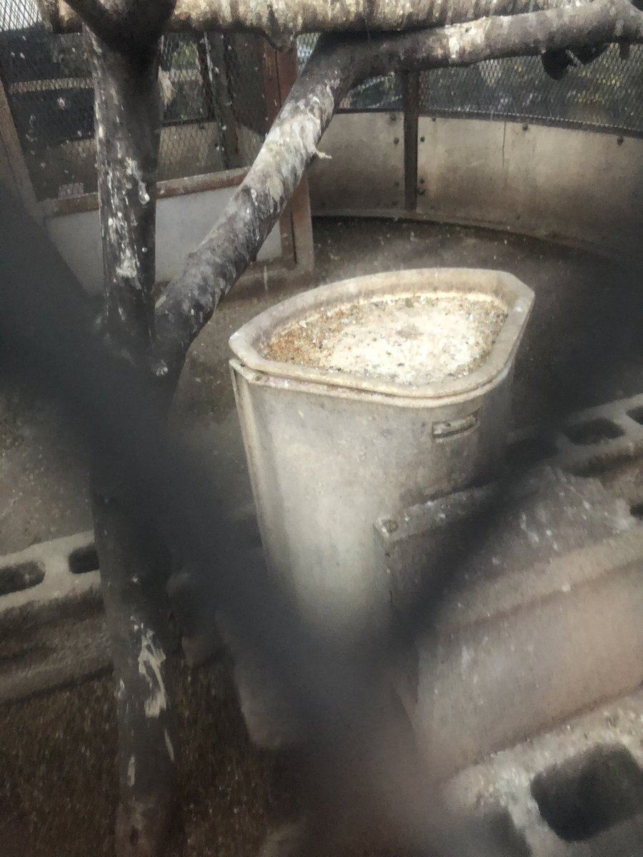 free_wings2020's tweet photo. いつ見ても夕方迄には餌の残量はこれだけ。寝る前に食べようと次々降りてくるが諦めて戻って行く。小鳥は寝る前に食べる、食い溜め出来ない事を説明。餓���するから餌を入れてあげてと言いに行ったら会計課長の腰巾着が腕組み仁王立ちで「1日分の餌の分量は決まっているので今日はもう入れません!」と。 https://t.co/ichifQ7vDu