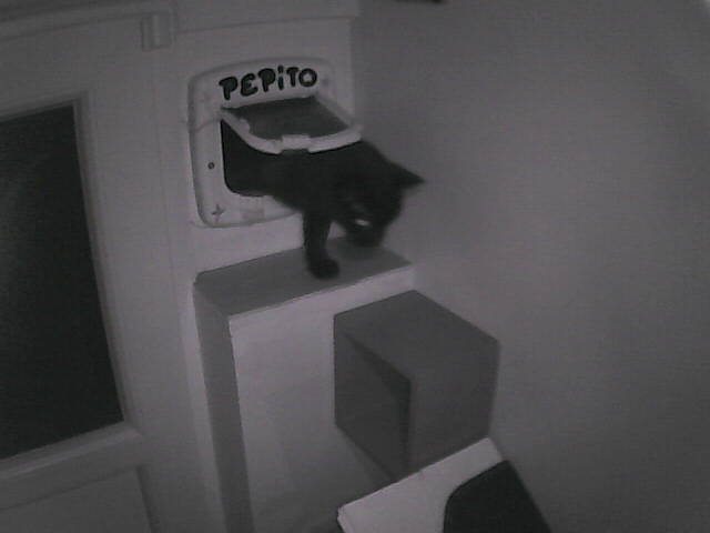 PepitoTheCat's tweet image. Pépito is back home (05:09:03)