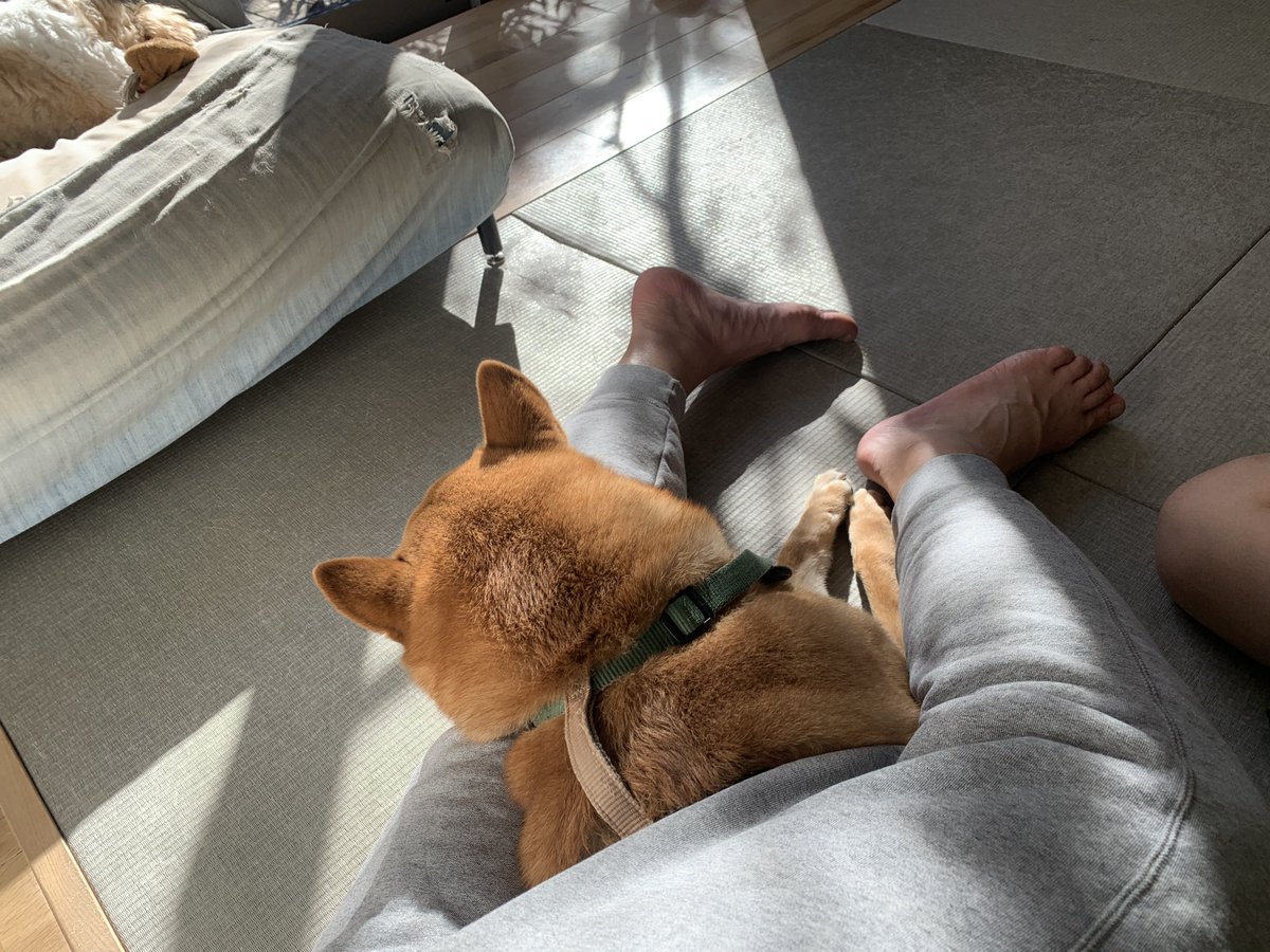 waonstagram's tweet photo. いぬとちりん
#お昼寝
#犬用CBD
#CANNIMAL https://t.co/VavWobAmrn