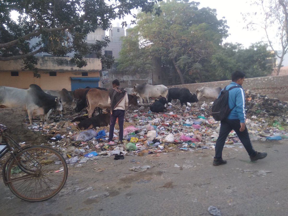 kuldeepgupta85's tweet photo. @MCF_Faridabad @fbdcitizens स्वच्छता का जीता जागता उदाहरण । बल्लबगढ़ किसान भवन, सब्जी मंडी के पास मुख्य मार्ग, विष्णु कॉलोनी, or आवारा पशु आए दिन किसी न किसी दुर्घटना को अंजाम देते हैं । https://t.co/RkEszsEfGm