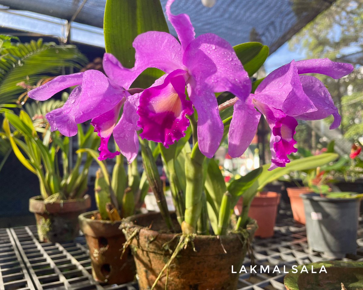 #ලක්මල්සල #orchid #lakmaluyana #lakmalsala #flowers