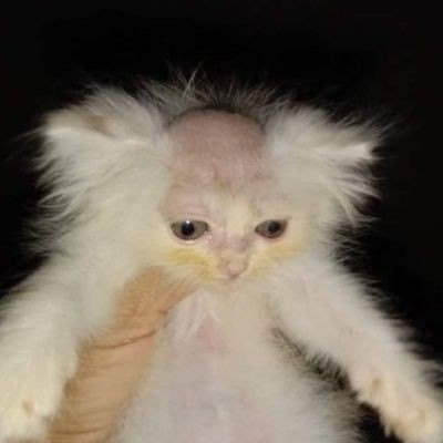 lukalol222's tweet photo. @kellerzons como eu posso manter os 00,1% da minha sanidade vivo? https://t.co/8qFLeGd1Pl
