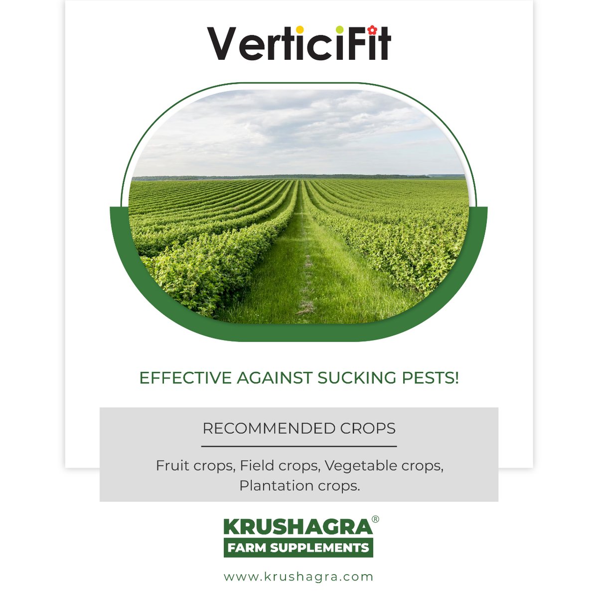 Krushagra Verticifit is effective against Whiteflies, Thrips, Aphids, Jassids and Mealy bugs. 

#Krushagra #farmbusiness #Biofertilizers #Biopesticide