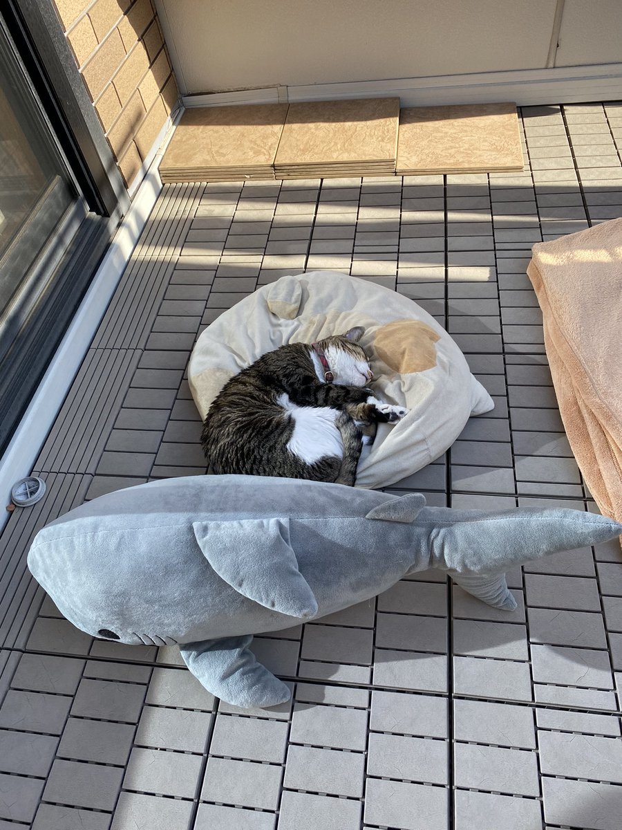 siropirania's tweet photo. 天気が良いので
ネコとサメの日干し出来上がり。
#猫 #猫好き #猫好きさんと繋がりたい https://t.co/30JFDIKQNN