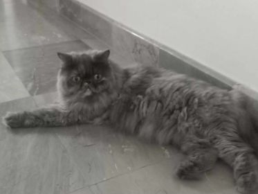 CatsterClub's tweet photo. 🏡หาบ้านให้น้องแมว🏡
พี่เลี้ยงเเมว5ตัว ช่วงที่มีโควิดยังพอไหว หลังจากหมดโควิดพี่แย่เลย เซ้งร้านไป มาขายของตลาดนัดก็ไม่ดี ต้อนนี้ทำงานเป็นลูกจ้างรายวัน ยังไม่ฟื้นตัวเลย เพราะหนี้ที่กู้ยืมจากโครงการช่วยเหลือต่างๆช่วงโควิด เเละรายได้จากงานที่ลดลงมาก จนตอนนี้พี่ไปต่อไม่ไหวแล้วจริงๆ เพราะค่าใช้จ่ายเยอะกว่ารายรับ พี่เช่าบ้านเพื่อให้แมวได้อยู่ แต่ตอนนี้พี่จำเป็นต้องย้ายออก ไปอยู่อพาร์ทเม้น แต่ทางอพาร์ทเม้นนี้ เขาอนุญาติให้เลี้ยงเเมวได้เพียง2ตัว 
พี่อยากจะฝากให้ทางเพจช่วยรับแมว3ตัวไว้ เพื่อหาบ้านที่เหมาะสมให้น้องๆ น้องอายุเยอะแล้ว น้องทำหมันหมดแล้วทุกตัว ส่วนวัคซีนไม่ได้ฉีดมา3ปีแล้ว แต่พี่เลี้ยงระบบปิด น้องไม่เคยออกนอกบ้าน
น้องสีส้ม อายุ4ปี  แมวไทยเพศผู้
 น้องสีเทาเข้ม อายุ6ปี  เปอร์เซียร์หน้าหล่นเพศเมีย
น้องสีเทาอ่อน อายุ 8ปี อเมริกันผสมเปอร์เซียร์เพศผู้
พิกัด : ต.บางพระ อ ศรีราชา จ. ชลบุรี
ติดต่อ : คุณจิรสุดา 082-7093939