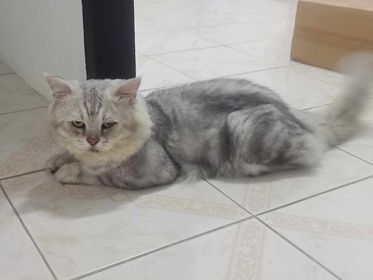 CatsterClub's tweet photo. 🏡หาบ้านให้น้องแมว🏡
พี่เลี้ยงเเมว5ตัว ช่วงที่มีโควิดยังพอไหว หลังจากหมดโควิดพี่แย่เลย เซ้งร้านไป มาขายของตลาดนัดก็ไม่ดี ต้อนนี้ทำงานเป็นลูกจ้างรายวัน ยังไม่ฟื้นตัวเลย เพราะหนี้ที่กู้ยืมจากโครงการช่วยเหลือต่างๆช่วงโควิด เเละรายได้จากงานที่ลดลงมาก จนตอนนี้พี่ไปต่อไม่ไหวแล้วจริงๆ เพราะค่าใช้จ่ายเยอะกว่ารายรับ พี่เช่าบ้านเพื่อให้แมวได้อยู่ แต่ตอนนี้พี่จำเป็นต้องย้ายออก ไปอยู่อพาร์ทเม้น แต่ทางอพาร์ทเม้นนี้ เขาอนุญาติให้เลี้ยงเเมวได้เพียง2ตัว 
พี่อยากจะฝากให้ทางเพจช่วยรับแมว3ตัวไว้ เพื่อหาบ้านที่เหมาะสมให้น้องๆ น้องอายุเยอะแล้ว น้องทำหมันหมดแล้วทุกตัว ส่วนวัคซีนไม่ได้ฉีดมา3ปีแล้ว แต่พี่เลี้ยงระบบปิด น้องไม่เคยออกนอกบ้าน
น้องสีส้ม อายุ4ปี  แมวไทยเพศผู้
 น้องสีเทาเข้ม อายุ6ปี  เปอร์เซียร์หน้าหล่นเพศเมีย
น้องสีเทาอ่อน อายุ 8ปี อเมริกันผสมเปอร์เซียร์เพศผู้
พิกัด : ต.บางพระ อ ศรีราชา จ. ชลบุรี
ติดต่อ : คุณจิรสุดา 082-7093939