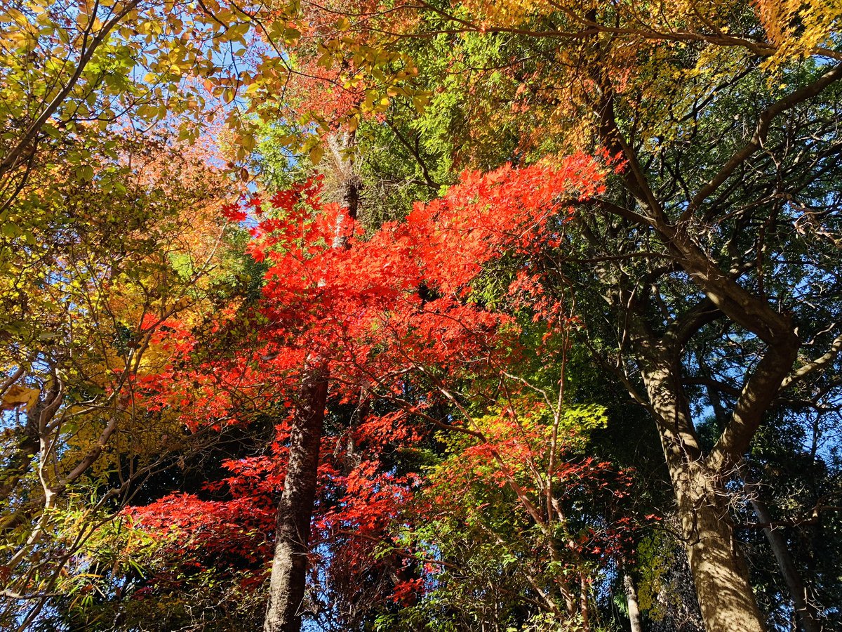 tkimura89186174's tweet photo. 紅葉🍁
日本の四季
良いですね☺️🎶 https://t.co/fWW6dtWWHz