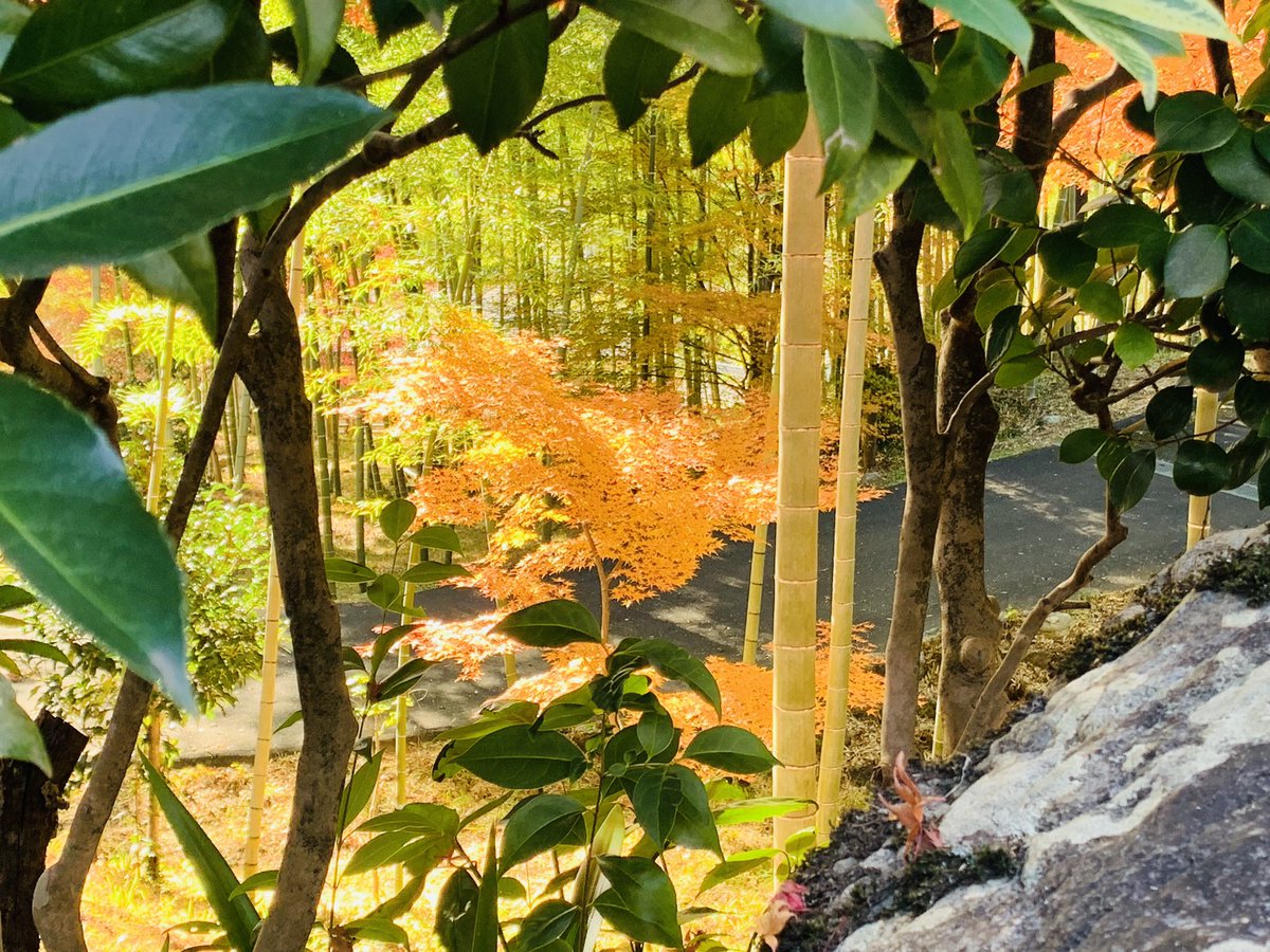 tkimura89186174's tweet photo. 紅葉🍁
日本の四季
良いですね☺️🎶 https://t.co/fWW6dtWWHz