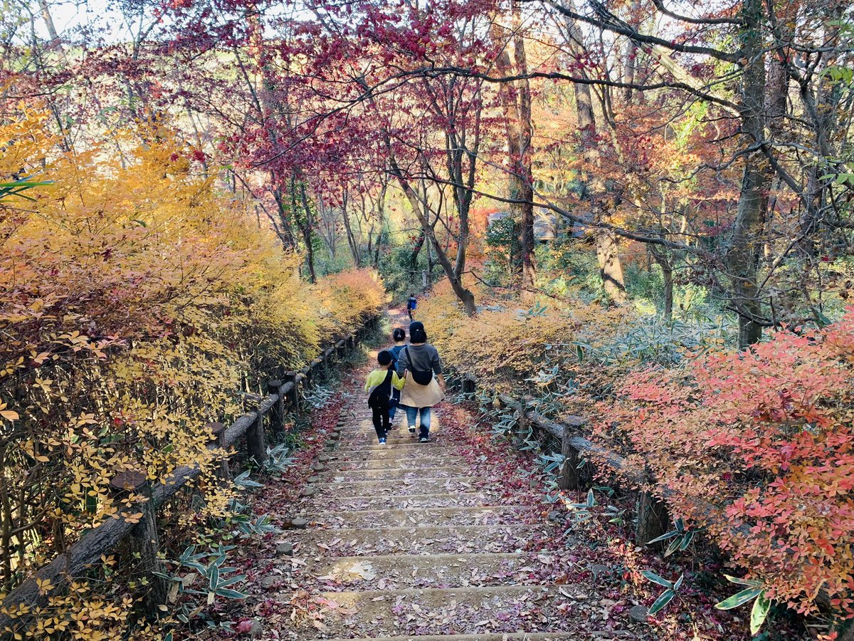 tkimura89186174's tweet photo. 紅葉🍁
日本の四季
良いですね☺️🎶 https://t.co/fWW6dtWWHz