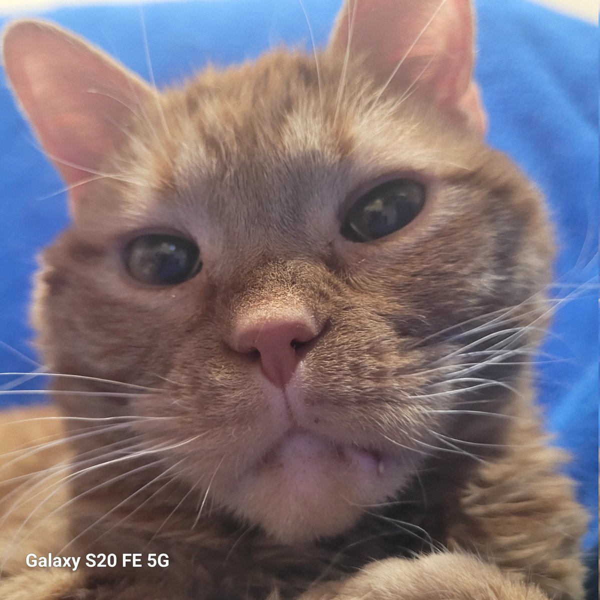 lynnslagle42's tweet photo. CLOSE UP! **SMOOCH** the most boopable nose ever #cerebellarhypoplasia #chlove #wobblykitty #chkitty #louiepatchouliblue #boopsnoot #kissesfromlouie #closeup https://t.co/uLSVmw9kzc