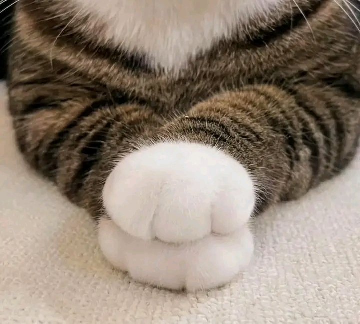 The cutest paw ever!