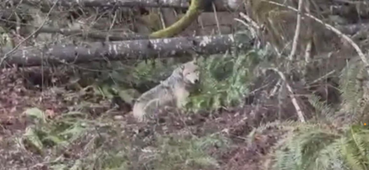 Another gray wolf was poached in Oregon, this time OR-125 who was dispersing male wolf that was federally protected (he’s pictured below) was illegally killed November 13th, 2023. More about that here: fws.gov/press-release/…