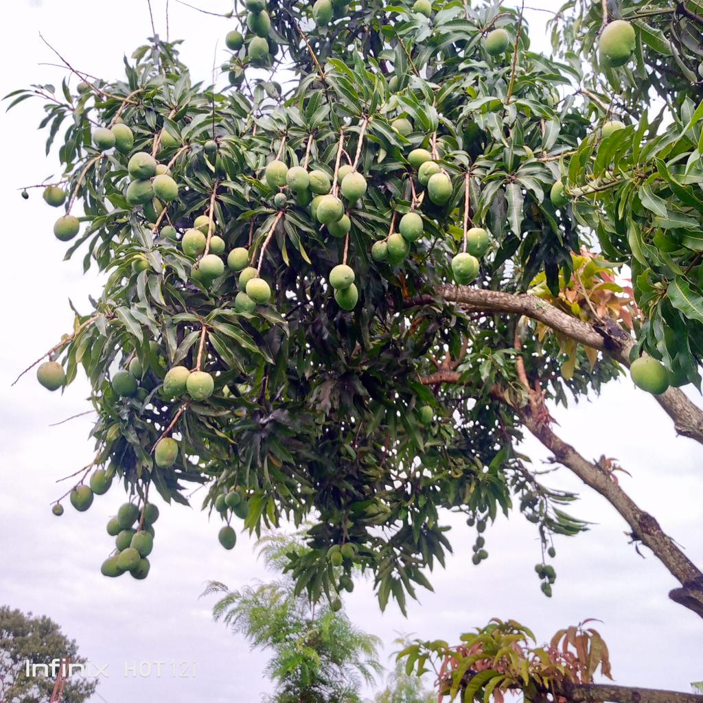 Mukwirinda utumatirizi dukonorera igiti cy'umwembe tugatera umuti, ugabanya amashamiyo mo imbere mu igiti ubundi ukabona umusaruro mwiza,@YEAN, <a href="/minagri/">uno 17</a>,<a href="/RAB/">Richie A. Benavidez</a>.