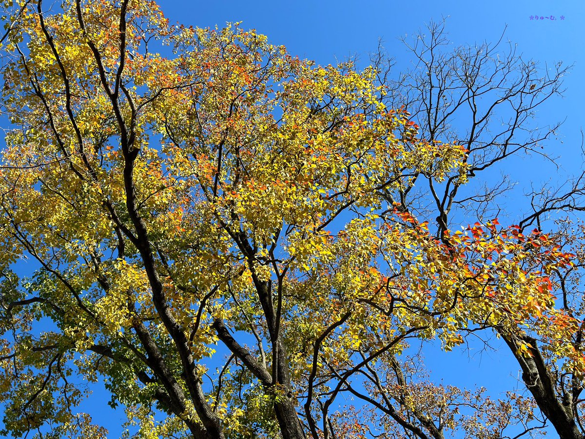 doll_saku's tweet photo. 秋って感じの色合いに出会う冬。
寒いので、温かい紅茶を持ってお散歩中〜
暖か美味しいƪ(˘⌣˘)ʃ
#日本 #japan #秋 #っぽい #冬 #autumn #whinter
#photo #photography #木 #樹 #tree #紅葉 https://t.co/VRqsMP0RKO