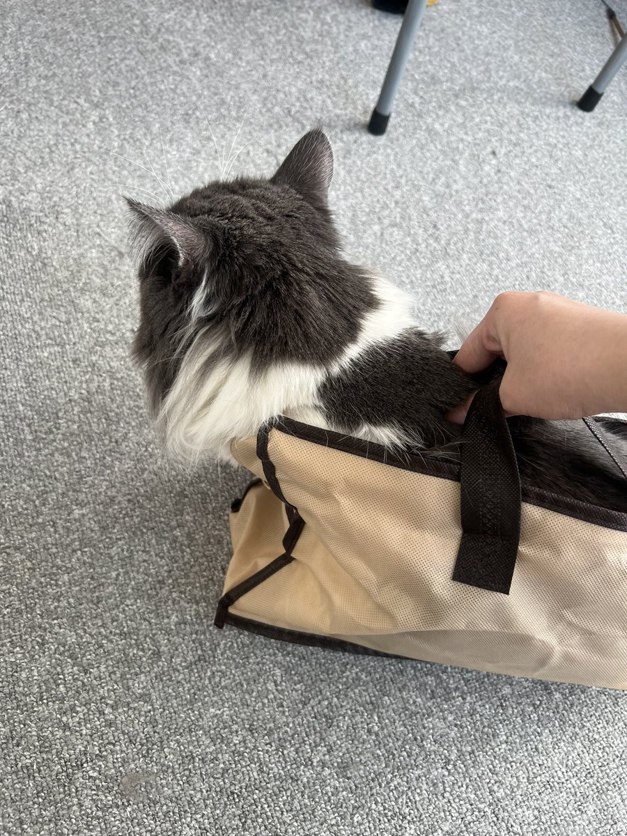 XVIchat16's tweet photo. 除了吃，便是玩猫 https://t.co/1K3bExuVWx