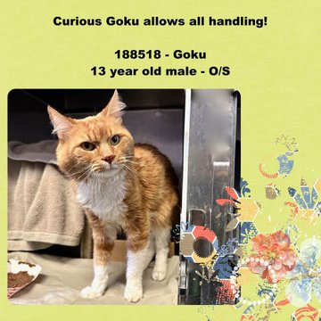 PeterAskin1's tweet image. Handsome oldie orange tabby &amp;amp; white kitty "Goku" at NYC ACC in #NewYork was thrown under the bus with owner "moving"! Can we save this lovely &amp;amp; sweet old man like we did Garfield? Adopt if local! Pledge if not! VERY URGENT! 🙏
nycacc.app/#/browse/188518
