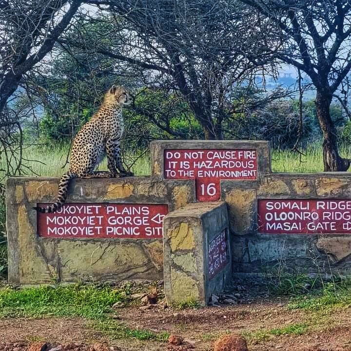 Romours have it that the Cheetahs market is opening in India. Just don't touch this. 🤔 Anyway, Observe Park rules.