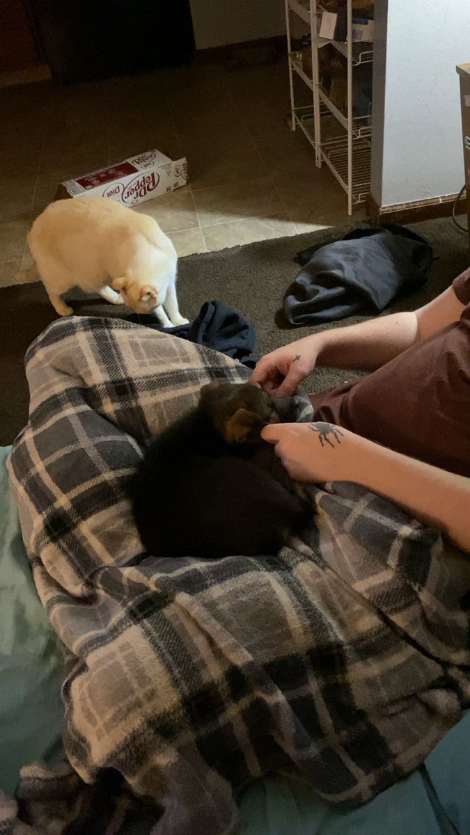 kiingkylo's tweet photo. @VlVlSECTED I would kill for her and I haven’t even had her a week yet she’s so precious https://t.co/A0YZDmoK1M