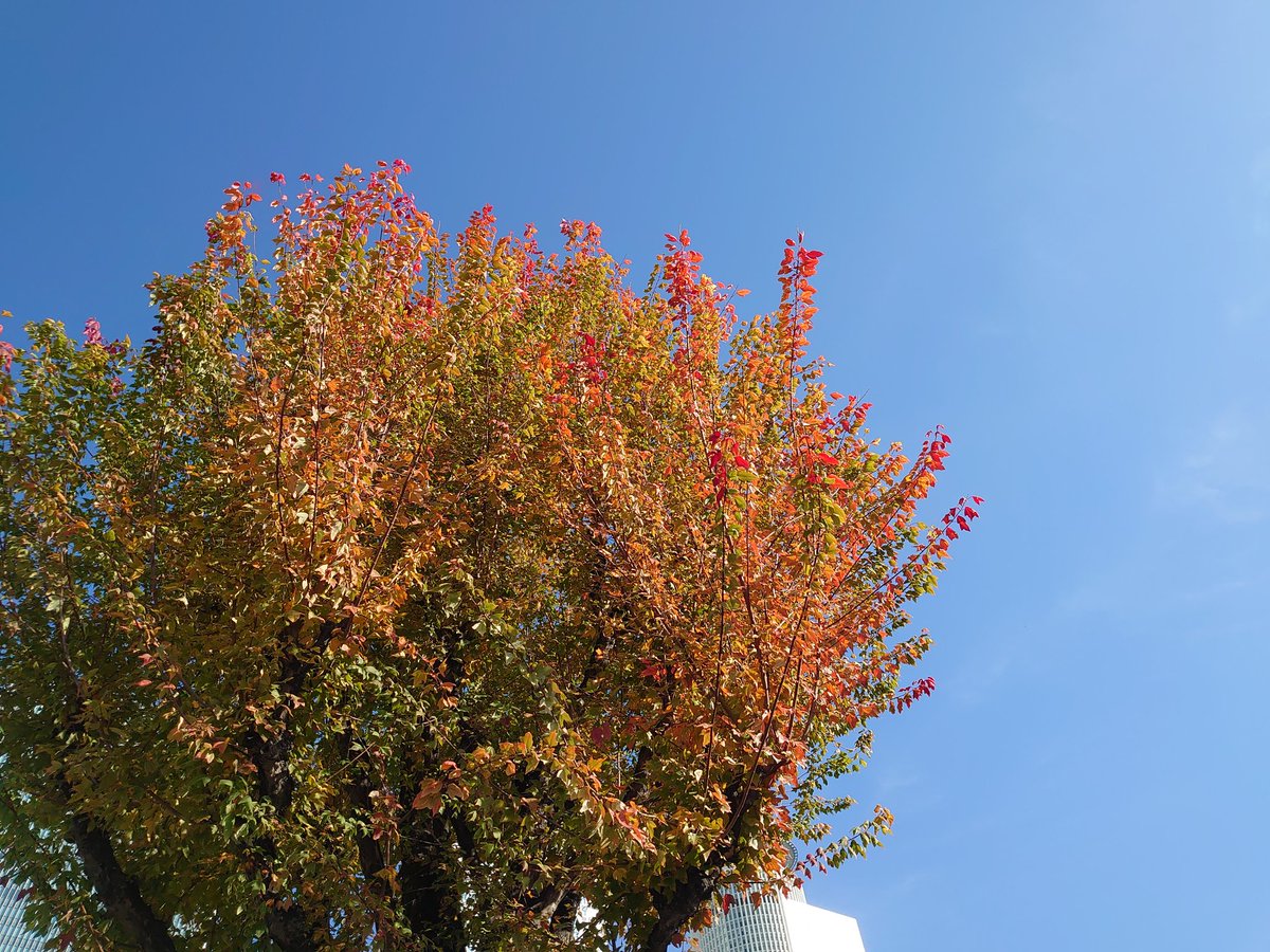 C4Goofy's tweet photo. 名古屋駅近くのトウカエデの紅葉。トウカエデってめっちゃきれいなグラデーションで紅葉するから好きです。街路樹やから特別どこかに行かなくても見られるしね。てか、今日暑い。
#名古屋の風景 #トウカエデ https://t.co/jZGHd1FRO8