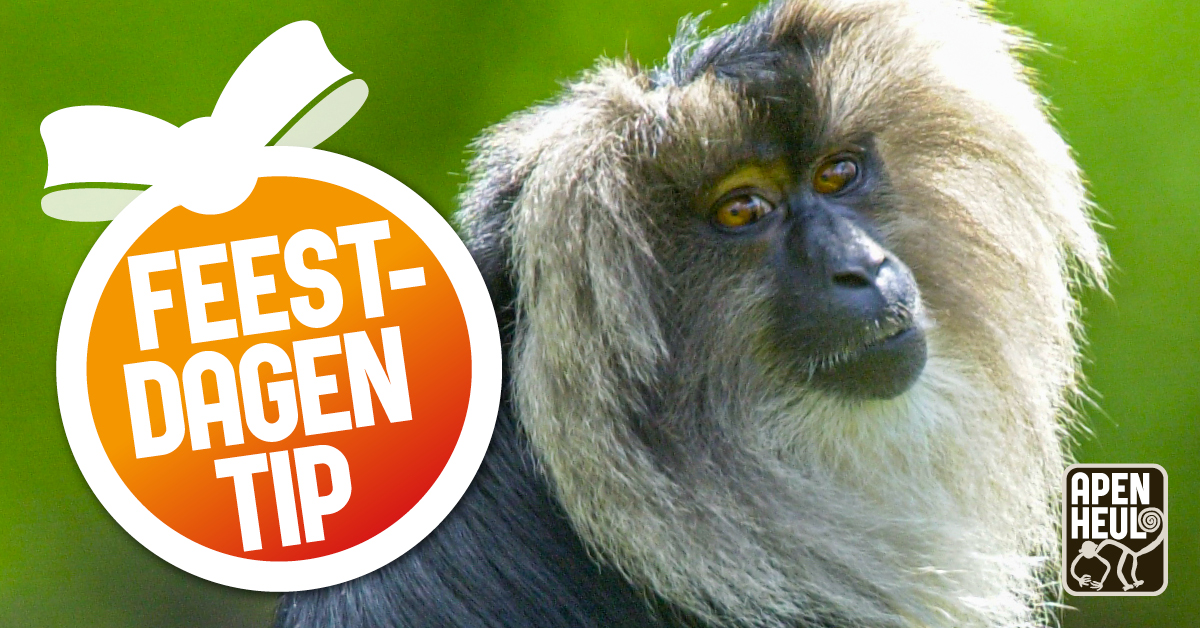 Op zoek naar het leukste cadeau voor de feestdagen? 🎁 Geef een dagje uit tussen de apen cadeau! Of wat dacht je van een heerlijk zachte apenknuffel? Bekijk onze originele cadeaus op apenheul.nl/feestdagen.

#cadeau #tip #feestdagen #kerst