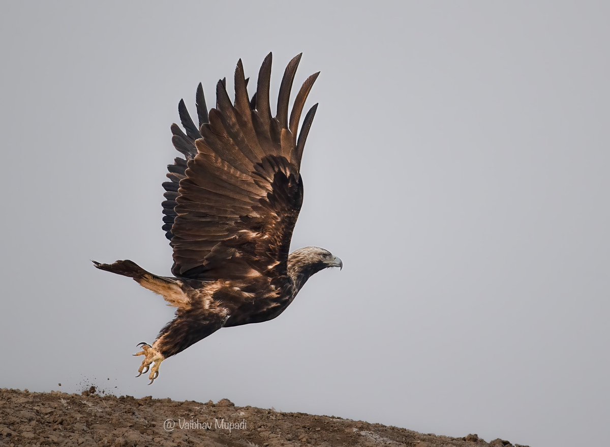 im-wildvaibhav tweet media