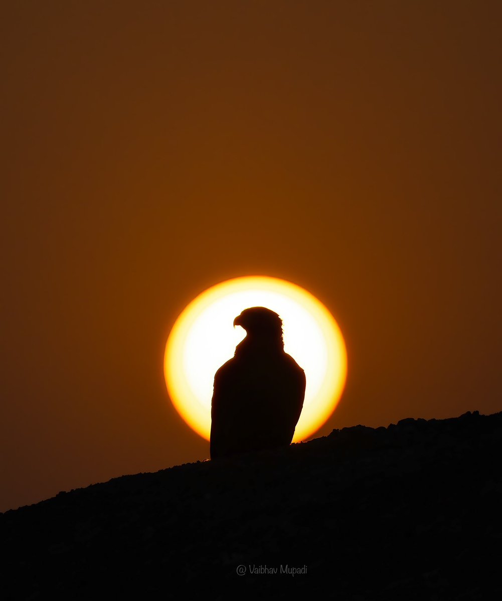 im-wildvaibhav tweet media