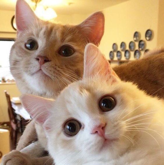 Cats Fantasy tweet media