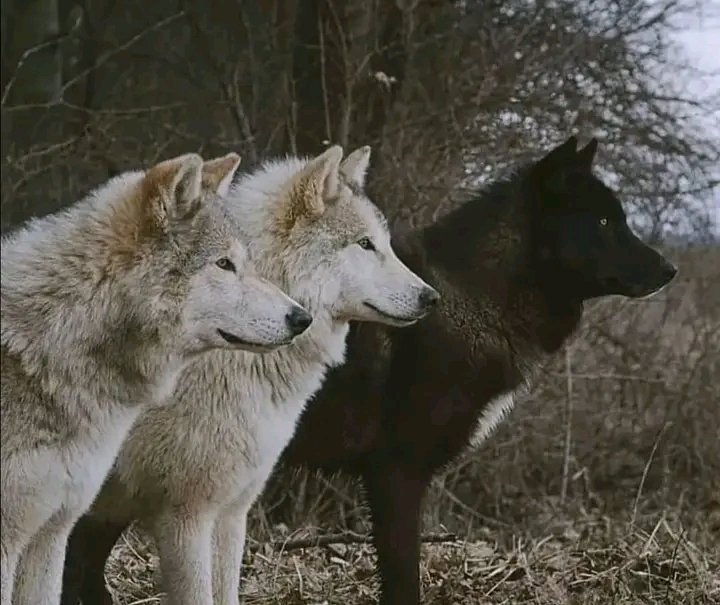 #wolfofinstagram #wolf #wolfdog #wolves #wolflover #wolfstagram #wolfhybrid #wolvesofinstagram #wolfpack #wolfcommunity #realwolf #lovewolf #wolfofig #wolfdoggy #realwolfdog #wolfdogsofinstagram
#wolfspirit #wolfmix #whitewolf
#nature #wolfdogs #wolflife #dog
#instawolf #puppy