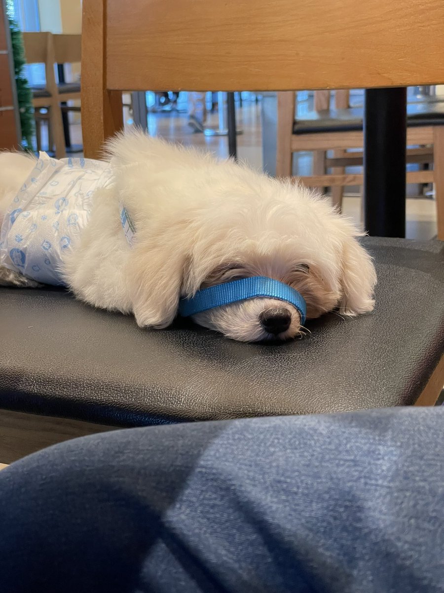 rosasMD's tweet photo. Meet TAYLOR. 💖

I ended up naming him Taylor since it’s the only name that he responds to. 🥹 Swiftie rin ang bibi! 😅

I put on a leash on him here just in case he wants to poop. But he’s free to roam at home. 💖 https://t.co/n8LGPufKRa