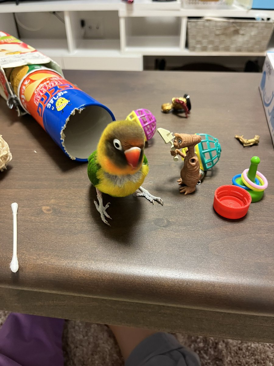 chikachikaruri's tweet photo. 【拡散希望】ボタンインコのルリちゃんを逃してしまいました。2023年12月9日13:30頃です。
るーちゃんと呼ぶと返事をし、カメラのシャッター音の真似が得意です。
寒いので不安です。
#迷い鳥 #インコ迷子 #迷子　#迷いインコ #保護 #拡散希望 #保護 #神奈川県横浜市 #領家 #目撃 #目撃情報 https://t.co/azDWH1ZaXX