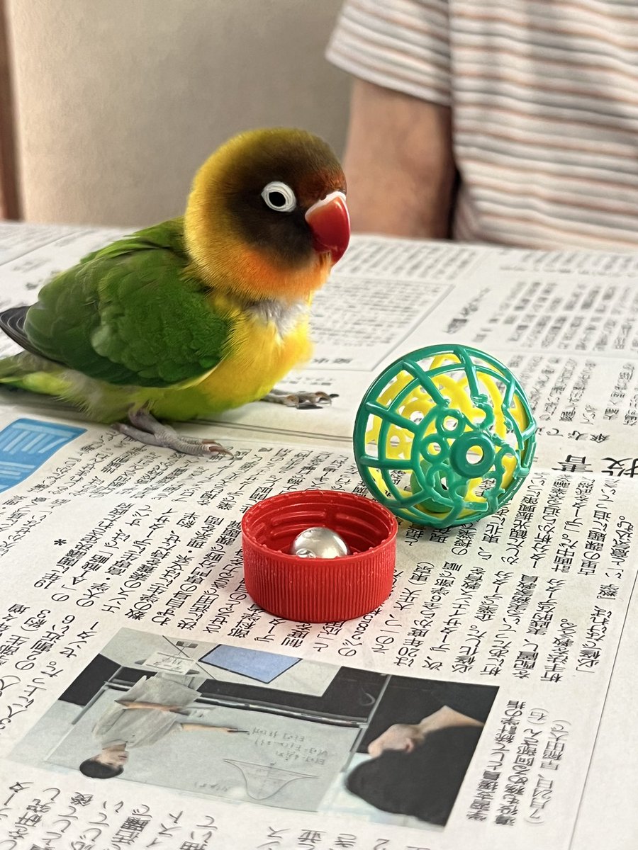 chikachikaruri's tweet photo. 【拡散希望】ボタンインコのルリちゃんを逃してしまいました。2023年12月9日13:30頃です。
るーちゃんと呼ぶと返事をし、カメラのシャッター音の真似が得意です。
寒いので不安です。
#迷い鳥 #インコ迷子 #迷子　#迷いインコ #保護 #拡散希望 #保護 #神奈川県横浜市 #領家 #目撃 #目撃情報 https://t.co/azDWH1ZaXX