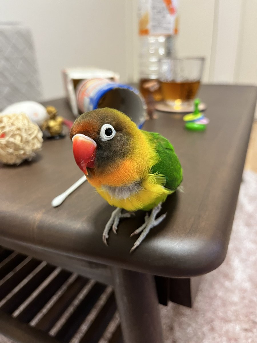 chikachikaruri's tweet photo. 【拡散希望】ボタンインコのルリちゃんを逃してしまいました。2023年12月9日13:30頃です。
るーちゃんと呼ぶと返事をし、カメラのシャッター音の真似が得意です。
寒いので不安です。
#迷い鳥 #インコ迷子 #迷子　#迷いインコ #保護 #拡散希望 #保護 #神奈川県横浜市 #領家 #目撃 #目撃情報 https://t.co/azDWH1ZaXX