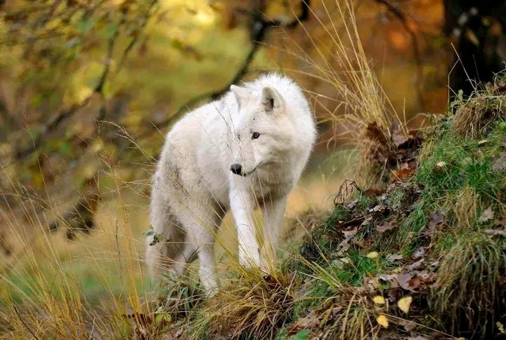 #lobo #wolflove #cute #wolfpuppy #livewithwolves #lovewolves #dogsofinstagram
#animals #wolflovers #lupo #loup 
#wolfart #wolfie #wolfstar #wolfdogcommunity #instagram #wolfs #wolfy #dogphotography 
#ilovemydog #wolvesofig #otso #wolfdoggi #vilkas #vilks #luko #lup #lupus #vuk