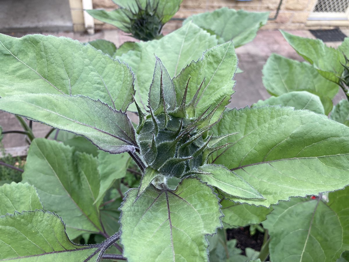 markEnrega's tweet photo. I planted sunflower seeds 6 weeks ago. Golly, how they’ve grown! The plants are 1.5 meters high! I can’t wait for what happens next. https://t.co/WO39ED5PAl
