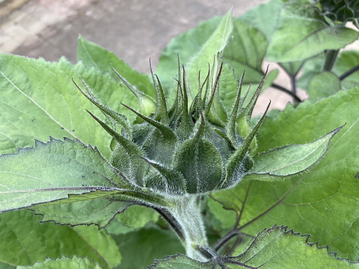 markEnrega's tweet photo. I planted sunflower seeds 6 weeks ago. Golly, how they’ve grown! The plants are 1.5 meters high! I can’t wait for what happens next. https://t.co/WO39ED5PAl