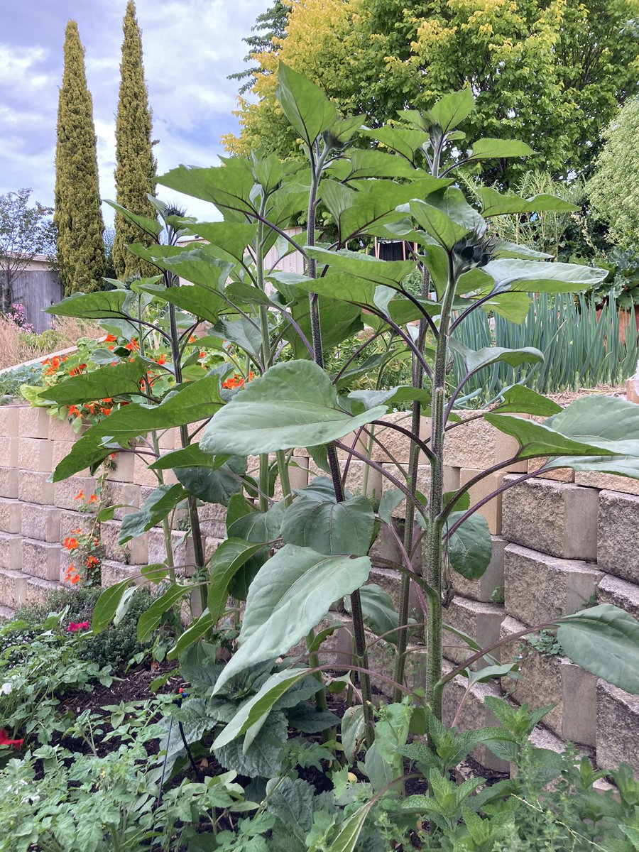 markEnrega's tweet photo. I planted sunflower seeds 6 weeks ago. Golly, how they’ve grown! The plants are 1.5 meters high! I can’t wait for what happens next. https://t.co/WO39ED5PAl