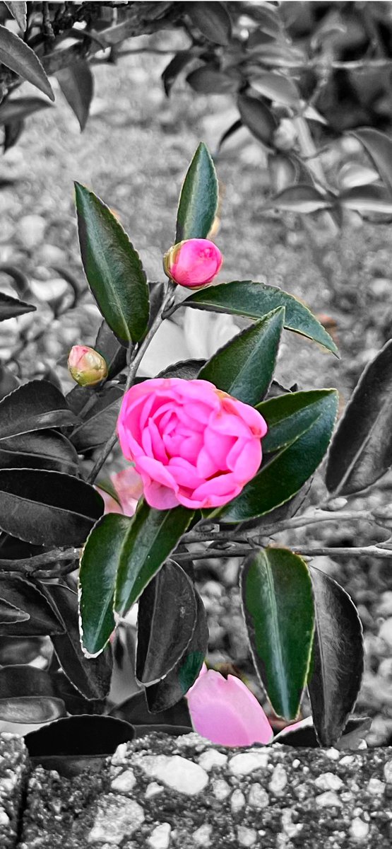 risataku's tweet photo. 今日のパートカラーフォト🩷

ツバキ科サザンカ
花ごとポトリ散るツバキ
花ビラだけバラけて散るサザンカ
やっと覚えた😎

#山茶花
#TLを花でいっぱいにしょう 
#パートカラー写真
#PartialColor 
#キリトリセカイ
#写真好きな人と繋がりたい https://t.co/p1GuW1gISy