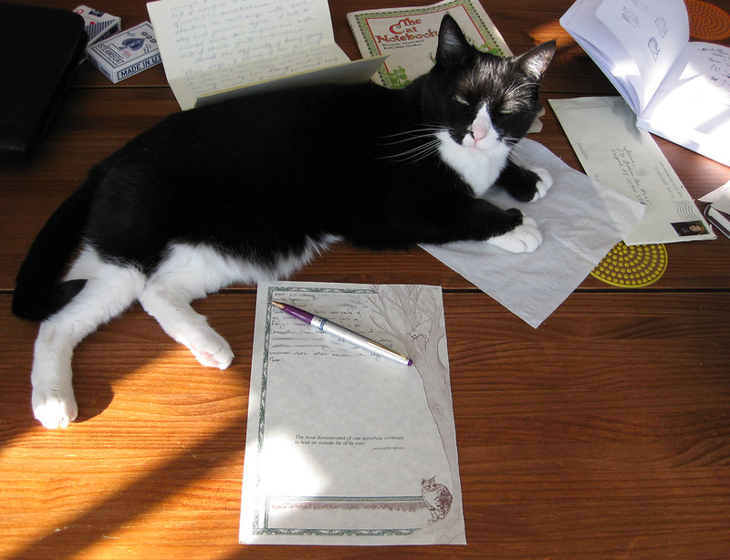 meow2you's tweet image. "Yes, Babs. I have impeccable handwriting. Unlike you, I don't dot my 'I's' with little hearts." 😹🤔😹
#NationalLetterWritingDay

@ThePhilosopurr @GeneralCattis @HarryCatPurrs @CatFanatic9 @LuminousNumino1 @TERRYW_UK @PeterRABBIT67 @briano29 @eliznoelle @EringoB02429272 @lymeist