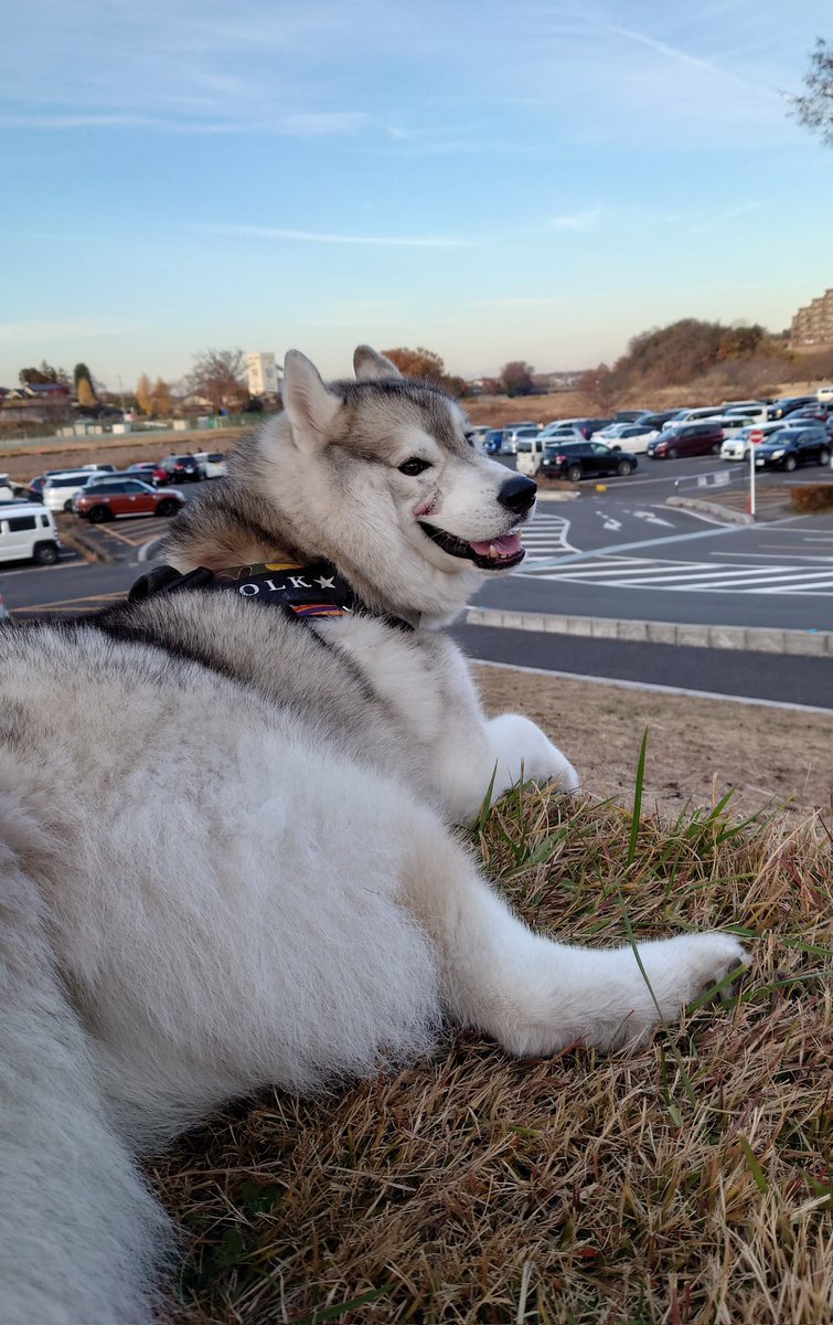 今日は暖かいから
散歩途中で休憩💦

#いぬのきもち  #犬
#犬のいる生活  #シベリアンハスキー
#HuskyHockey