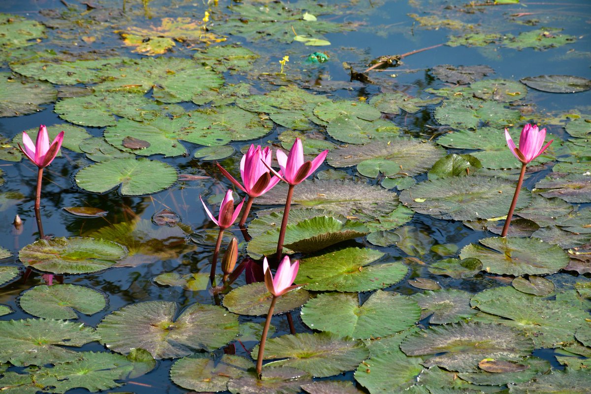 Winter has arrived ! A lake full of lotus in Vyankantpura near Vadodara creates pictarious view ! <a href="/InfoGujarat/">Gujarat Information</a>