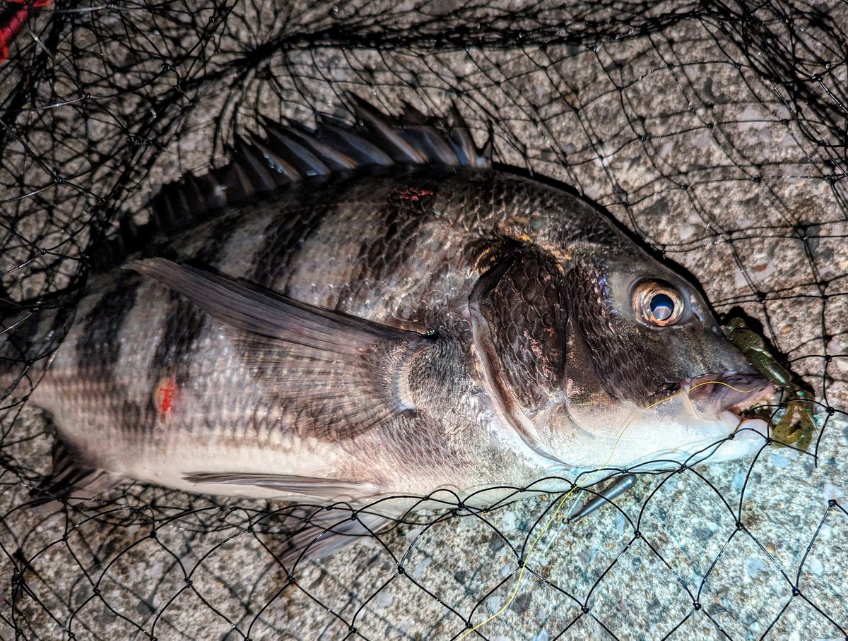 oni03's tweet image. 直ぐ後ろの歩道を歩く数千人の女性達に圧倒されて、ベイトタックルで投げる時にバックスイングのキャパが無いので、垂直にジャンプしながらアンダースローで投げる変なクセが付いてしまいました。