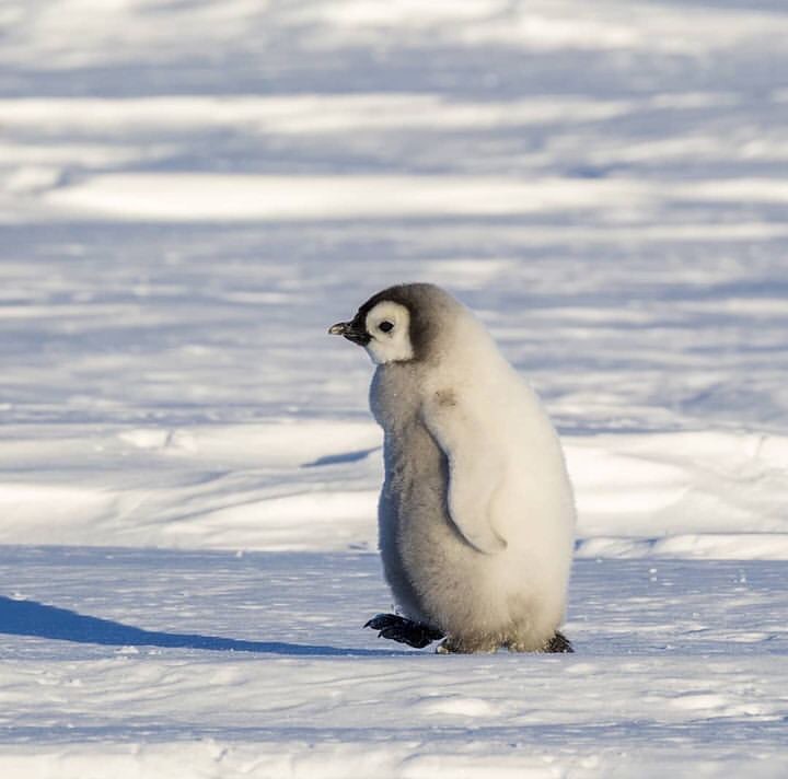 Willing to waddle 70 miles for a hug.

Rate this cuteness out of 10-100!

#PenguinOfTheDay 
#TeenFashion #PenguinTeens #PenguinStyle
#FlightToNowhere 
#Penguins