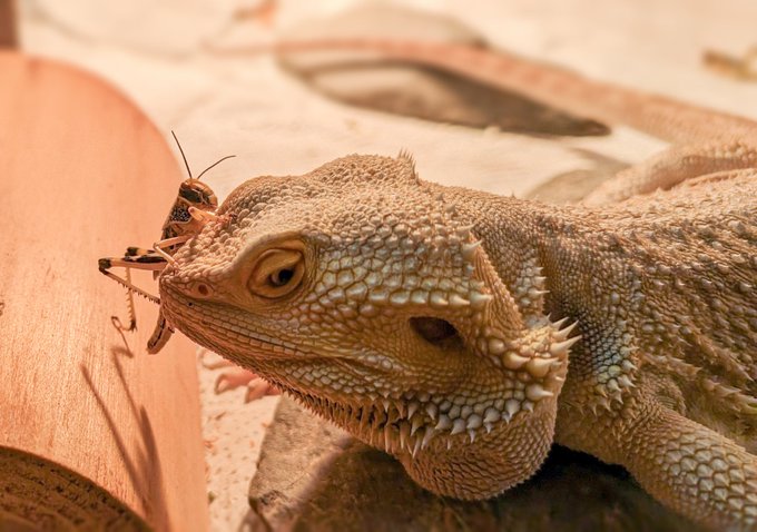 How lazy is my bearded dragon? Insists on being hand-fed. https://t.co/z0t6INmM0u<a href="/tag/fbf"class="tags"><span>#fbf</span></a><a href="/tag/followbackfriday"class="tags"><span>#followbackfriday</span></a>