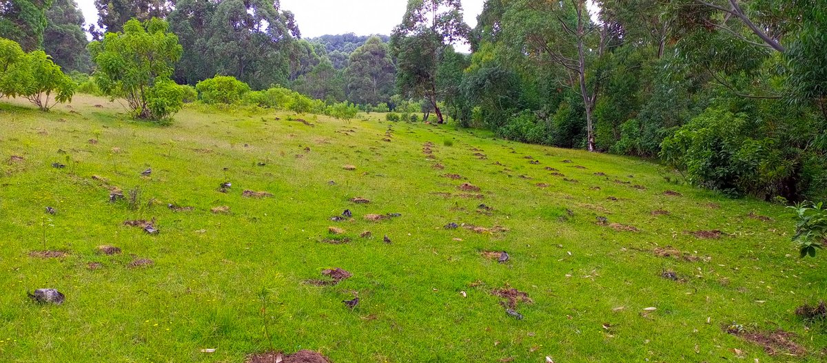 tranfo2030's tweet photo. It is with great pleasure that we invite you to join us and extend your support for the International Mountain Day event, scheduled for 11th December 2023, at the iconic Mt. Blackett (Tuluap) in Londiani Kericho county
"Restoring Mountain Ecosystems" https://t.co/vueqV8pTmp