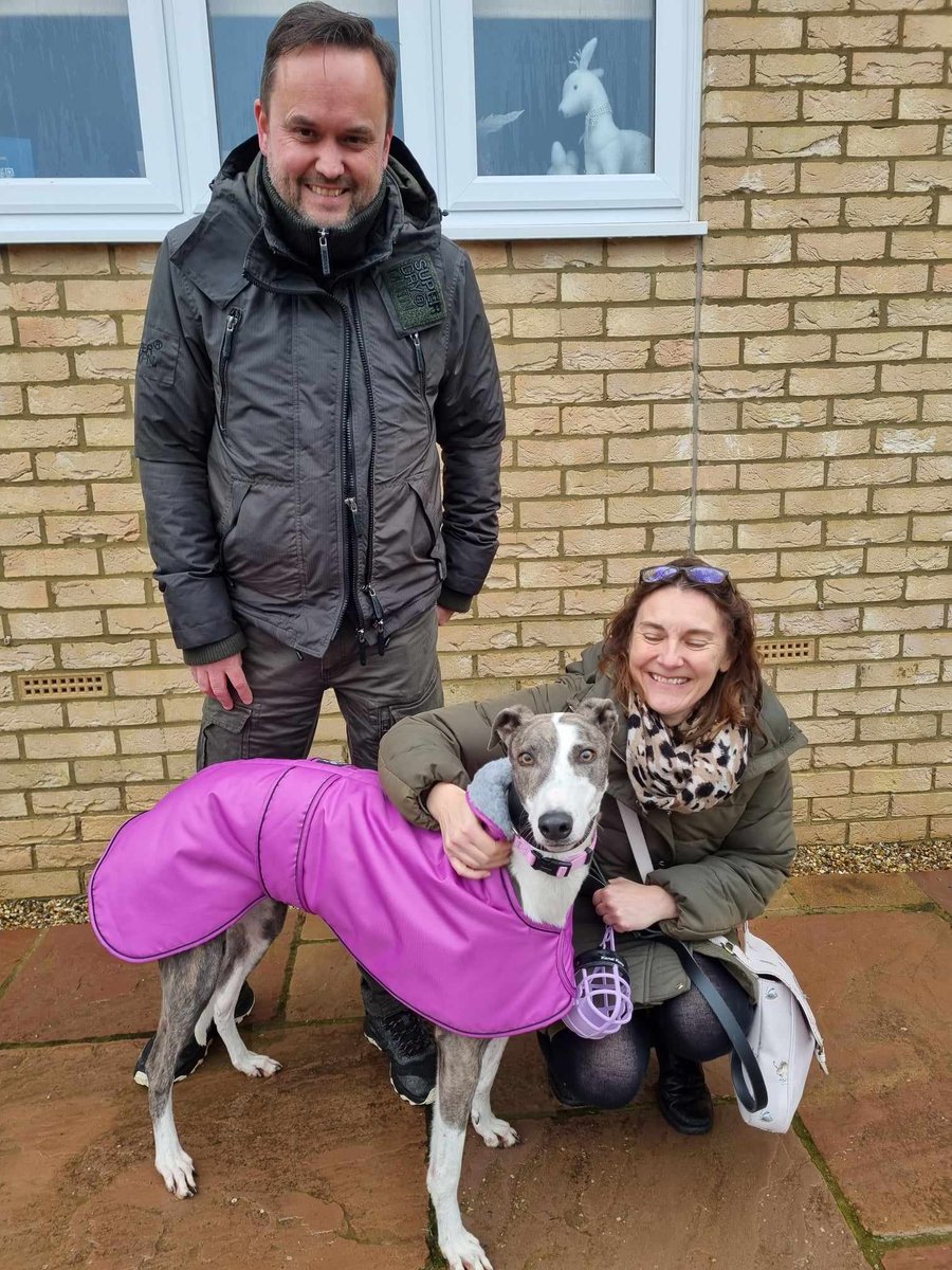 Shadow (Odins Messenger) and Kylie (Moaning Minogue) have headed off to their fabulous new homes this morning 🖤🤍🩷💜. 
Be good both of you, and enjoy your first Christmases at home 🎄🥰

#Greyhoundsmakegreatpets 
#RetiredGreyhounds