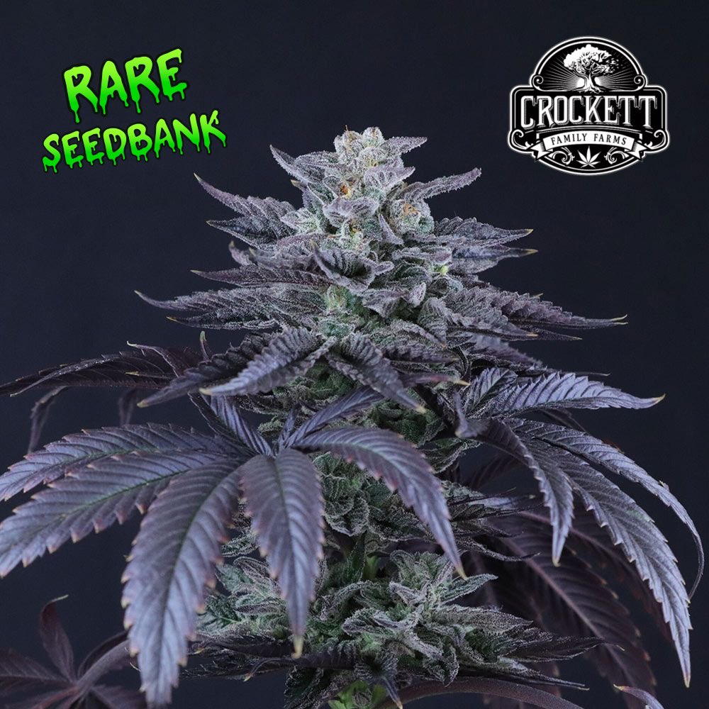 Loco Berry Regular Seeds by Crockett Family Farms.

Loco Berry, a meticulously crafted strain by Crockett Family Farms. This exquisite hybrid combines the genetics of Plumbers Crack and Strawnana Juice, resulting in a unique and potent cultivar.

🕒 Flowering Time: 8-9 Weeks
🌱