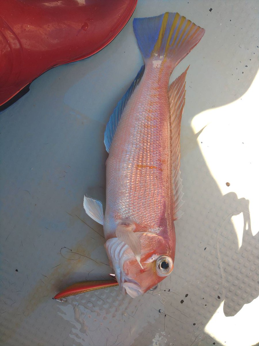 ＭＫＣ tweet media