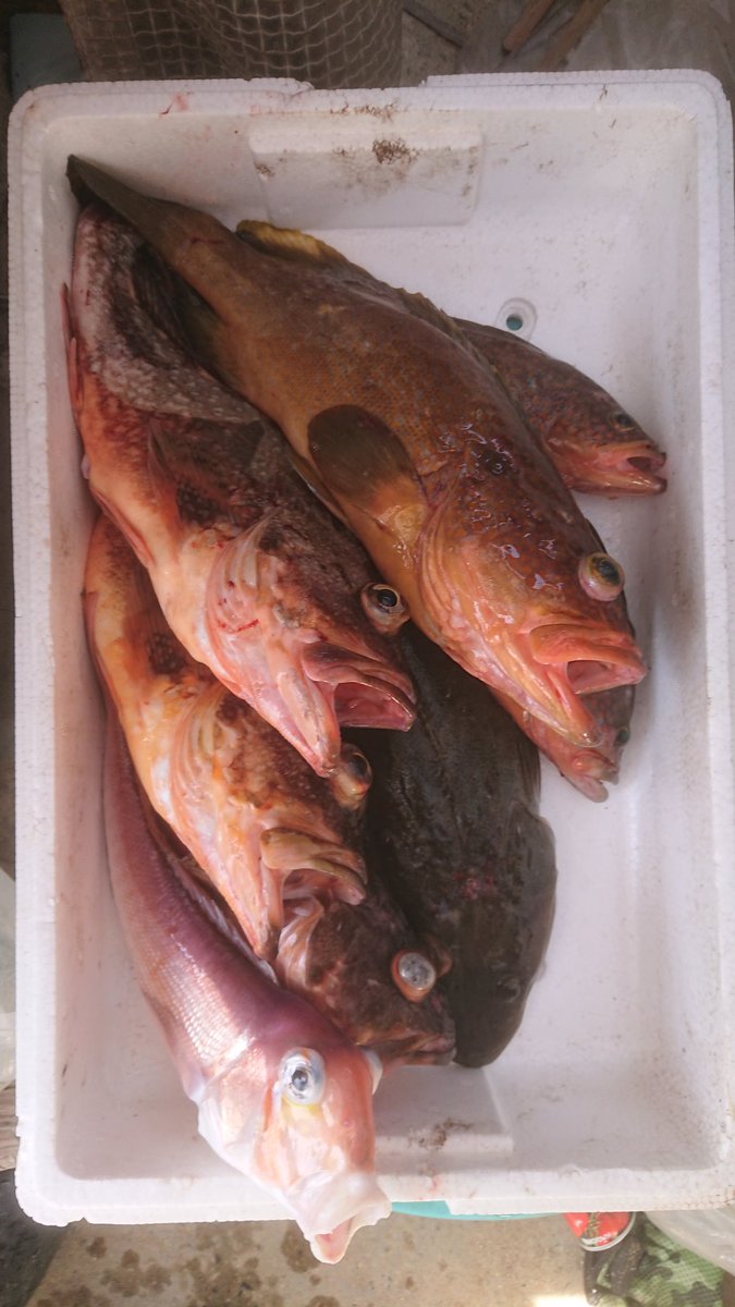 ＭＫＣ tweet media