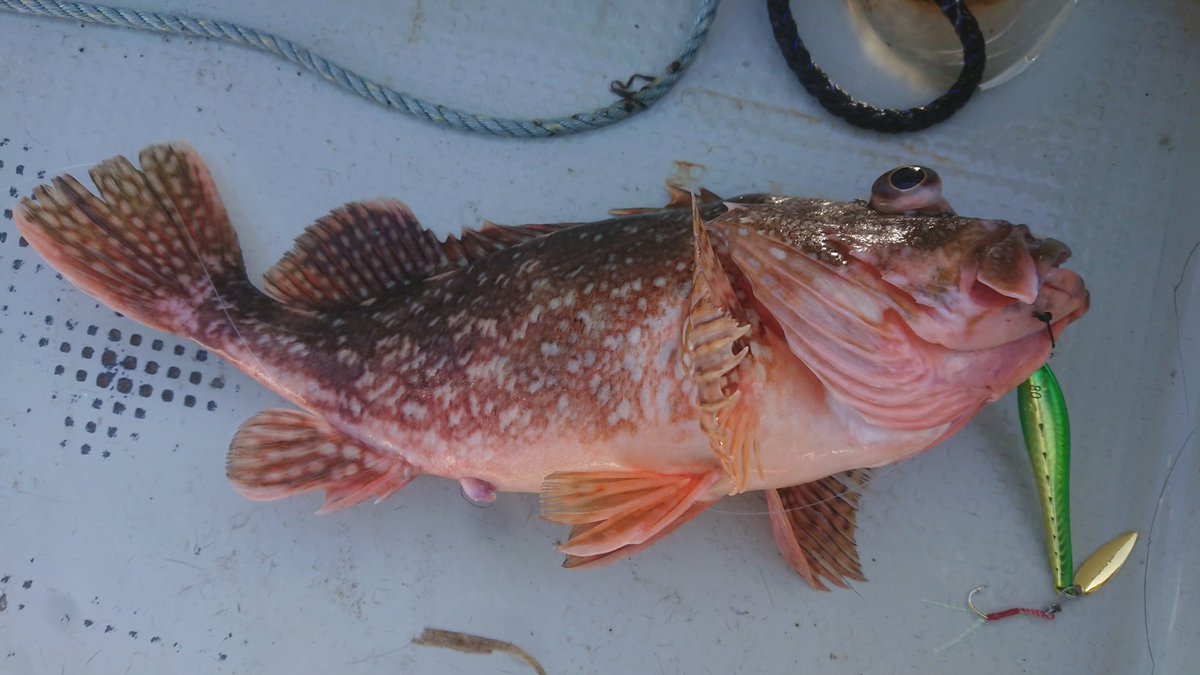 ＭＫＣ tweet media